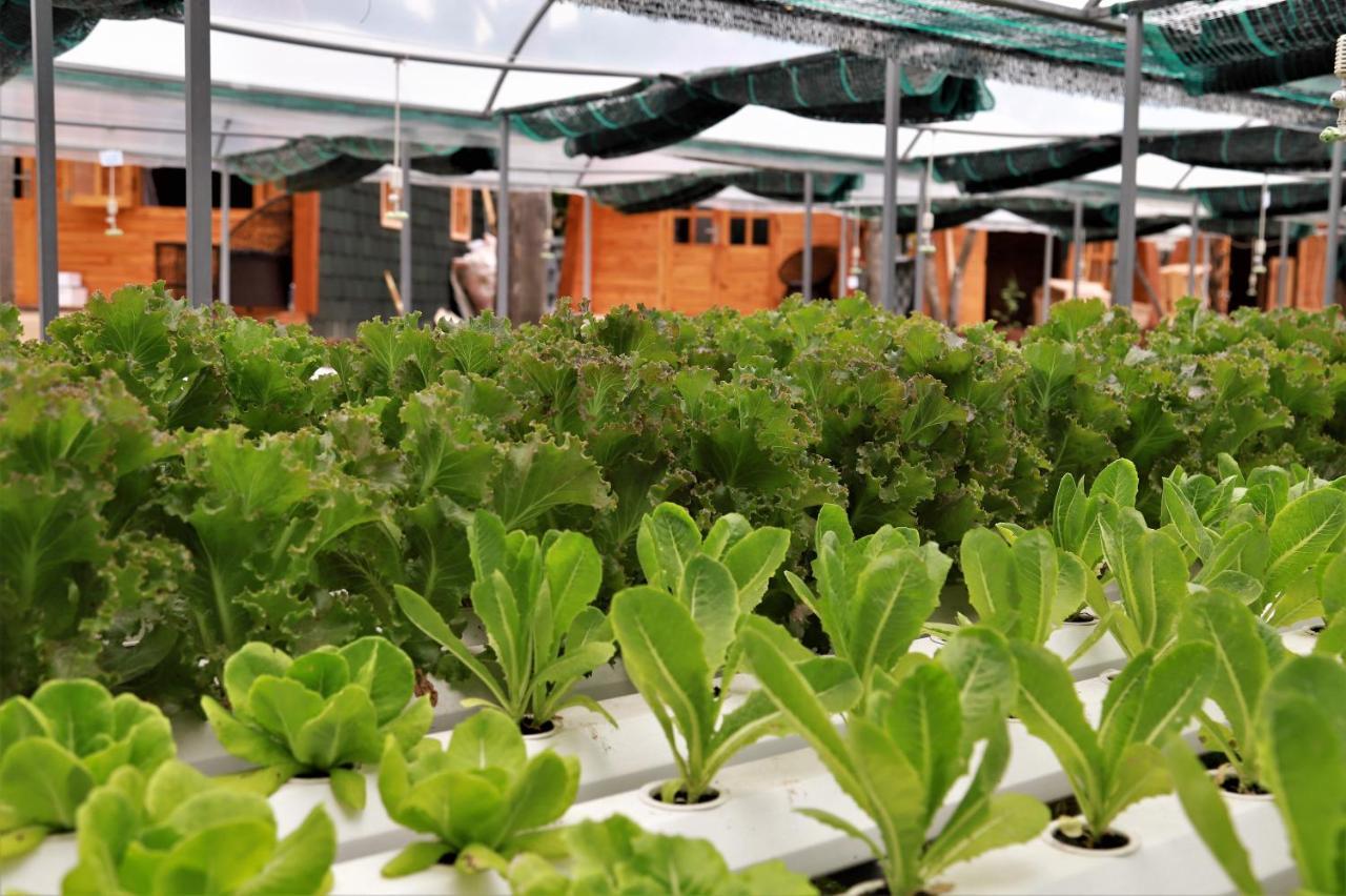 Coco-Farm Hoi An Διαμέρισμα Εξωτερικό φωτογραφία